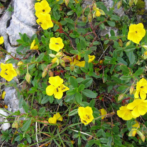 HELIANTHEMUM (druhy) kont P9