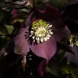 HELLEBORUS NIGER kont 2 / 20-30 - Čemerica NIGGER