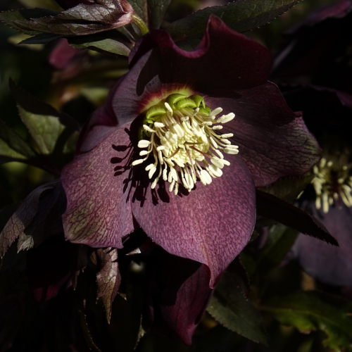 HELLEBORUS NIGER kont 2 / 20-30