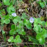 HEPATICA (druhy) kont P12 - Pečeňovník
