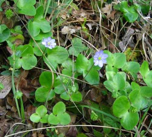 HEPATICA (druhy) kont P12