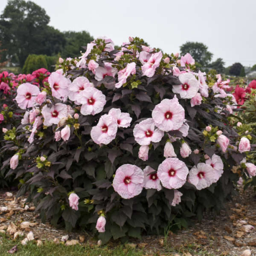 HIBISCUS MOSCHEUTOS DARK MYSTERY kont P17