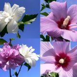 HIBISCUS SYRIACUS - Ibištek SÝRSKY