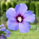 HIBISCUS SYRIACUS BLUE BIRD - Ibištek SÝRSKY BLUE BIRD