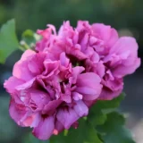 HIBISCUS SYRIACUS DUC DE BRABANT kont / 100-150 - Ibištek SÝRSKY DUC DE BRABANT