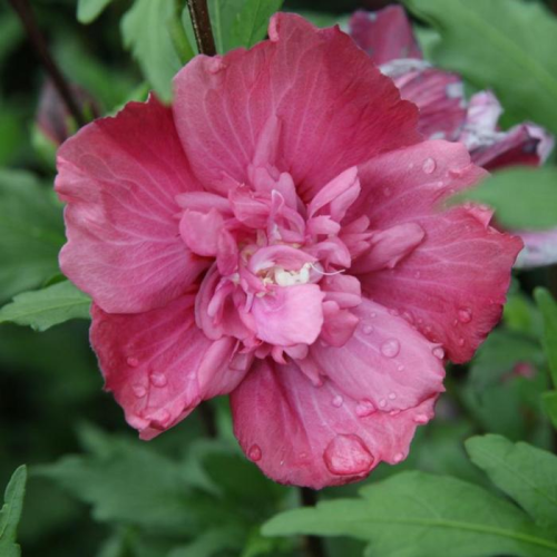 HIBISCUS SYRIACUS FREEDOM kont / 60-80