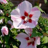 HIBISCUS SYRIACUS HAMABO kont / 100-150 - Ibištek SÝRSKY HAMABO