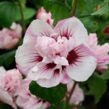 HIBISCUS SYRIACUS LADY STANLEY kont / 100-150 - Ibištek SÝRSKY LADY STANLEY