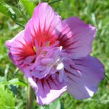HIBISCUS SYRIACUS MAIKE kont / 60-80 - Ibištek SÝRSKY MAIKE