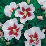 HIBISCUS SYRIACUS MATILDE kont 3 / 40-60 - Ibištek SÝRSKY MATILDE