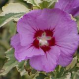 HIBISCUS SYRIACUS MEEHANII - Ibištek SÝRSKY MEEHANII