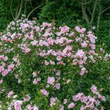 HIBISCUS SYRIACUS PINK CHIFFON kont / 60-80 - Ibištek SÝRSKY PINK CHIFFON