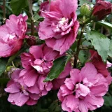HIBISCUS SYRIACUS PUNICEUS PLENUS kont / 60-80 - Ibištek SÝRSKY PUNCEUS PLENUS