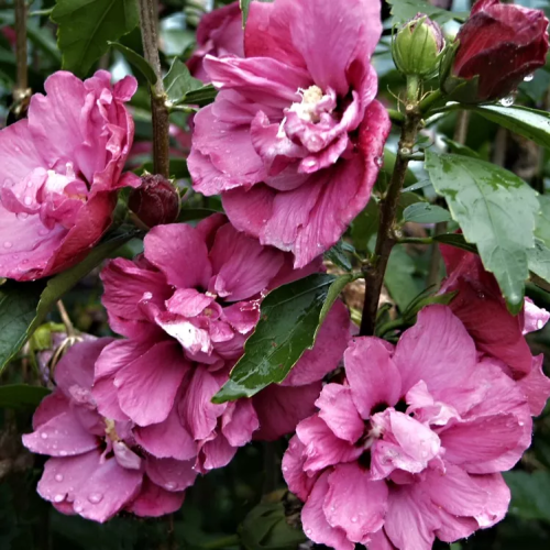 HIBISCUS SYRIACUS PUNICEUS PLENUS kont / 60-80
