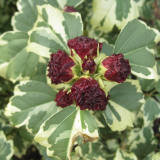 HIBISCUS SYRIACUS PURPUREUS VARIEGATUS kont / 100-150 - Ibištek SÝRSKY PURPUREUS VARIEGATUS