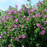 HIBISCUS SYRIACUS RUSSIAN VIOLET kont / 100-150 - Ibištek SÝRSKY RUSSIAN VIOLET