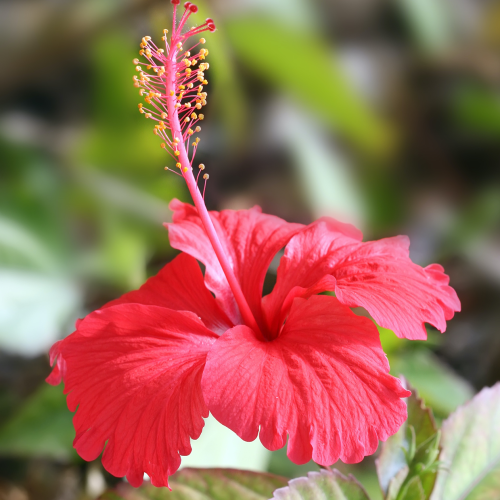 HIBISCUS (druhy) kont 5