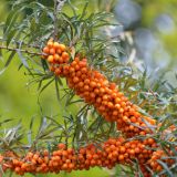 HIPPOPHAE RHAMNOIDES ASKOLA - Rakytník RAŠETLIAKOVÝ ASKOLA