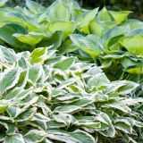 HOSTA ® (druhy) -