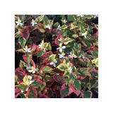 HOUTTUYNIA (druhy) kont P9 - Houttuynia