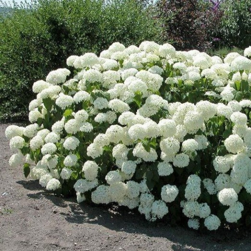 HYDRANGEA ARBORESCENS ANNABELLE