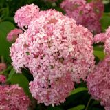 HYDRANGEA ARBORESCENS PINK ANNABELLE kont 3 - Hortenzia STROMOVITÁ PINK ANNABELLE