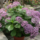 HYDRANGEA MACROPHYLLA AYESHA kont 5 / 30-40 - Hortenzia KALINOLISTÁ AYESHA