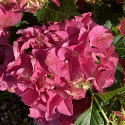 HYDRANGEA MACROPHYLLA BABY ROSE kont 5 / 30-40