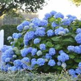HYDRANGEA MACROPHYLLA BAILMER - Hortenzia KALINOLISTÁ BAILMER