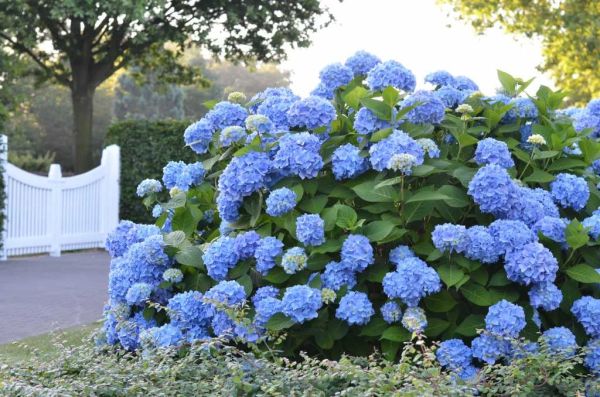 Hydrangea Macrophylla Bailmer - Hortenzia Kalinolistá Bailmer