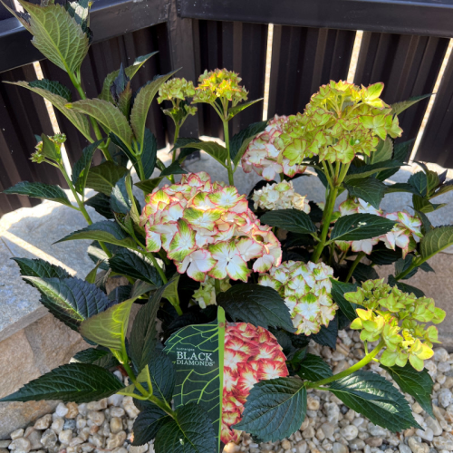 HYDRANGEA MACROPHYLLA BLACK DIAMONDS kont 2 / 15-20