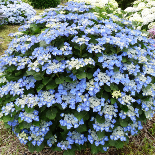 HYDRANGEA MACROPHYLLA BLAUMEISE kont 2 / 30-40