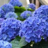 HYDRANGEA MACROPHYLLA BLUE BALL kont 5 / 30-40 - Hortenzia KALINOLISTÁ BLUE BALL