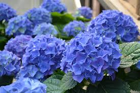 HYDRANGEA MACROPHYLLA BLUE BALL kont 5 / 30-40