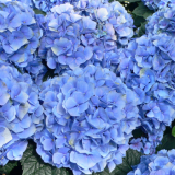 HYDRANGEA MACROPHYLLA BLUE TELLER kont 5 / 30+ - Hortenzia KALINOLISTÁ BLUE TELLER