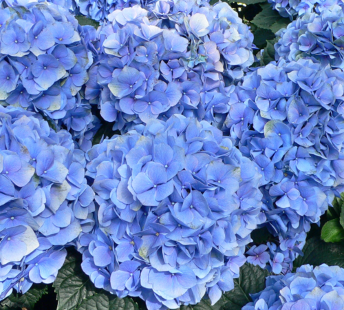 HYDRANGEA MACROPHYLLA BLUE TELLER kont 5 / 30+