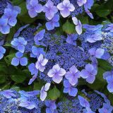 HYDRANGEA MACROPHYLLA BLUE WAVE kont 3 / 40-60 - Hortenzia KALINOLISTÁ BLUE WAVE