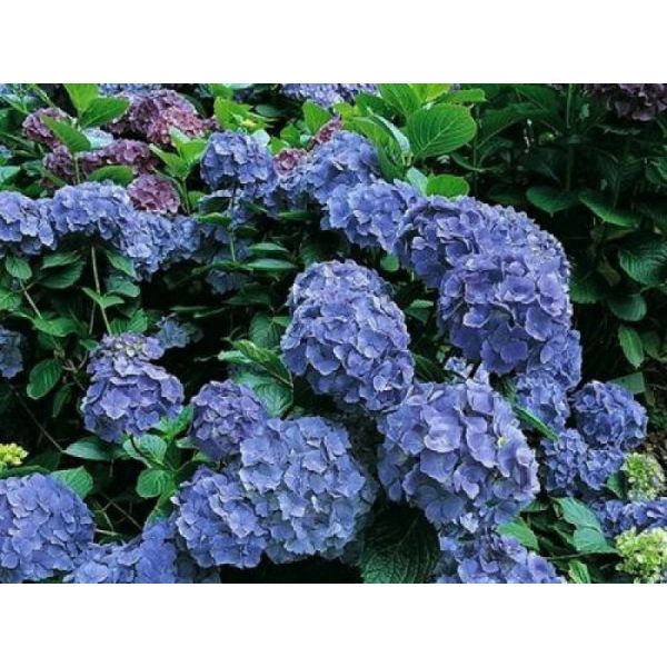 Hydrangea Macrophylla Bodensee - Hortenzia Kalinolistá Bodensee