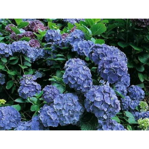 HYDRANGEA MACROPHYLLA BODENSEE