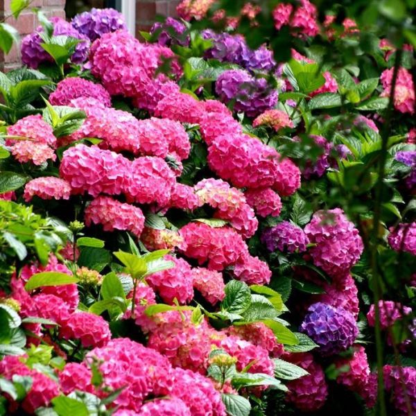 Hydrangea Macrophylla Bouquet Rose Kont 7