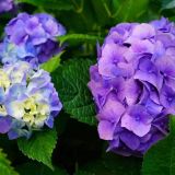 HYDRANGEA MACROPHYLLA CLASSIC kont 5 / 25-30 - Hortenzia KALINOLISTÁ CLASSIC