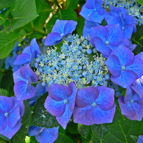 HYDRANGEA MACROPHYLLA MOWE kont 5 / 60-80