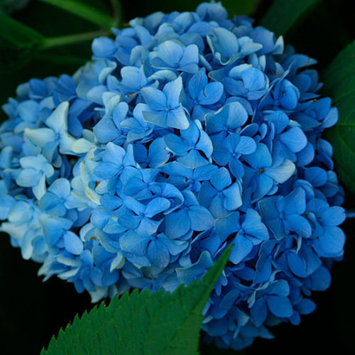 HYDRANGEA MACROPHYLLA NIKKO BLUE