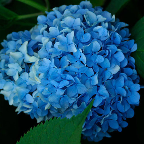 Hydrangea Macrophylla Nikko Blue - Hortenzia Kalinolistá Nikko Blue