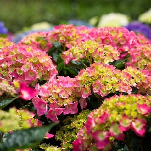 HYDRANGEA MACROPHYLLA PINK BALL kont 5 / 30+