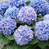 HYDRANGEA MACROPHYLLA SPIKE BLUE kont 5 / 30-40 - Hortenzia KALINOLISTÁ SPIKE BLUE