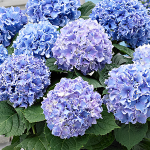 HYDRANGEA MACROPHYLLA SPIKE BLUE kont 5 / 30-40