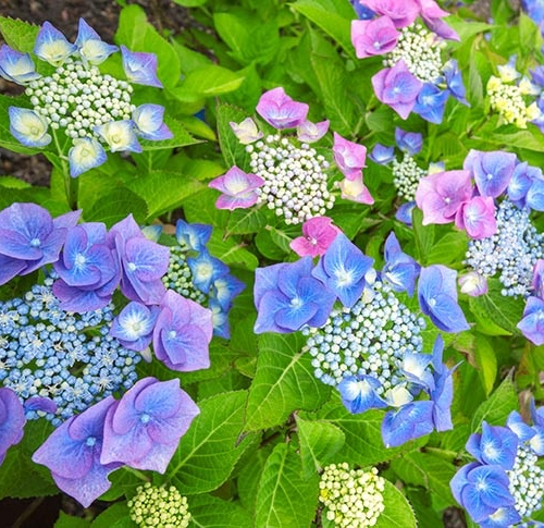 HYDRANGEA MACROPHYLLA TELLER MIX kont 5 / 30+