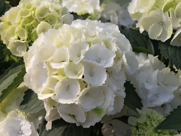 Hydrangea Macrophylla White Ball -