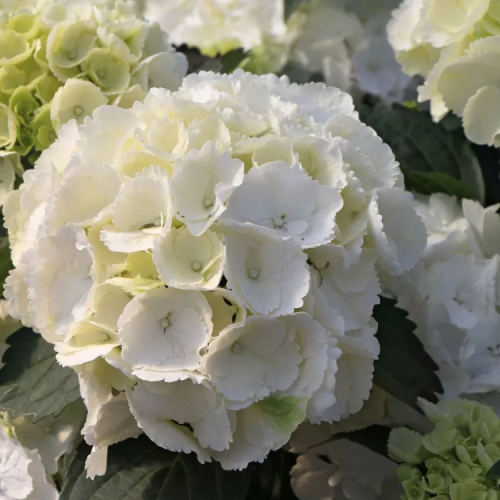 HYDRANGEA MACROPHYLLA WHITE BALL